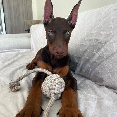 DRACO