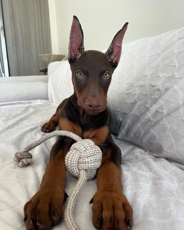 DRACO