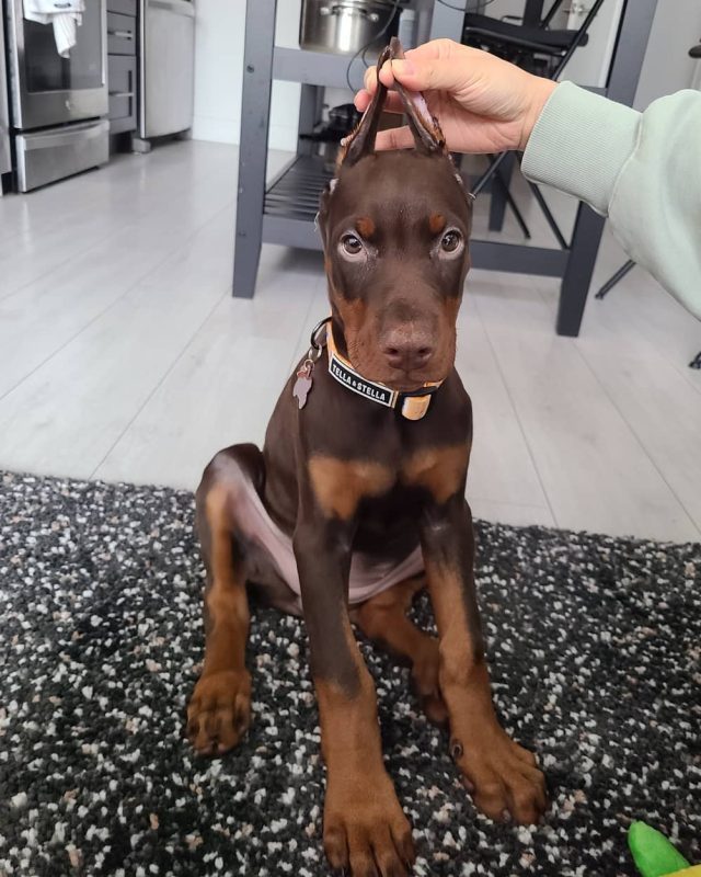 STELLA